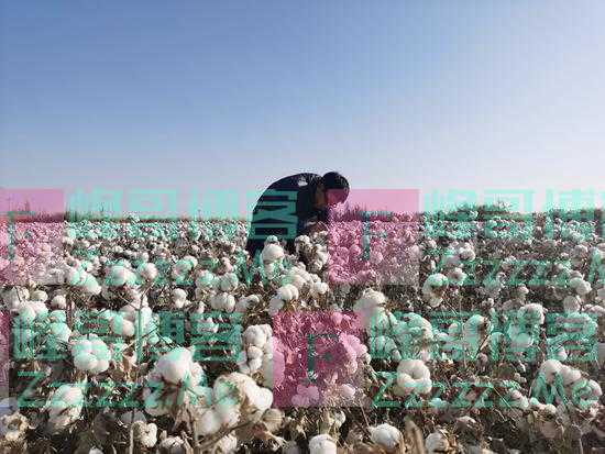 余渔：北大博士的另类选择