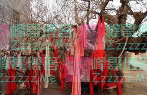 青未了|散文《草木物语》