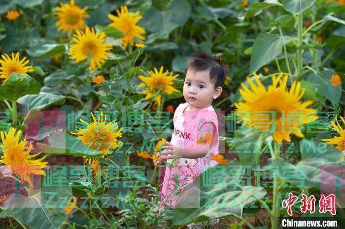 长沙10万余株向日葵盛开引游人赏秋色