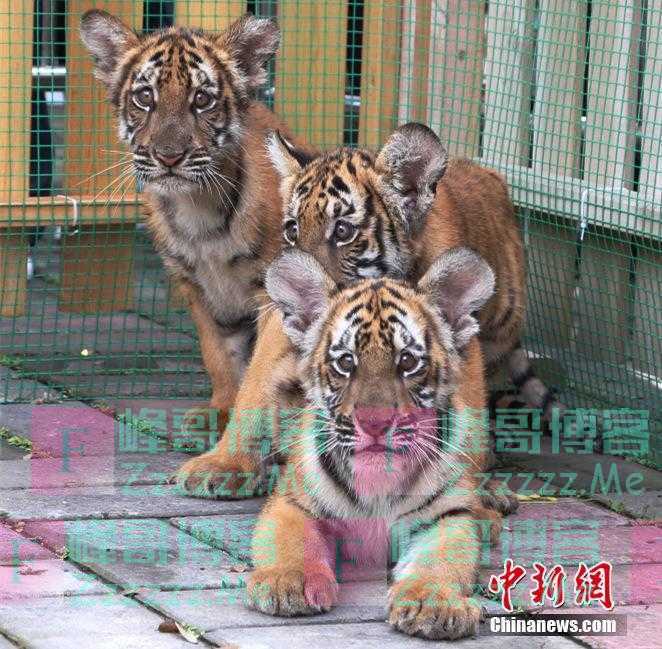 河南洛阳三只华南虎宝宝与游客见面