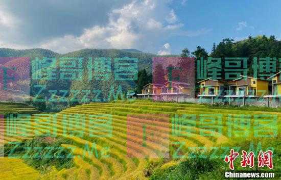 航拍江西崇义上堡万亩梯田 金色稻浪美如画