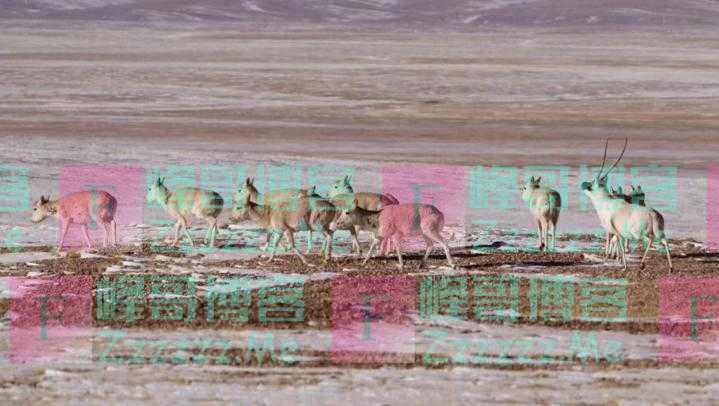 神奇生物在中国丨“高原精灵”藏羚羊的“迁徙之谜”