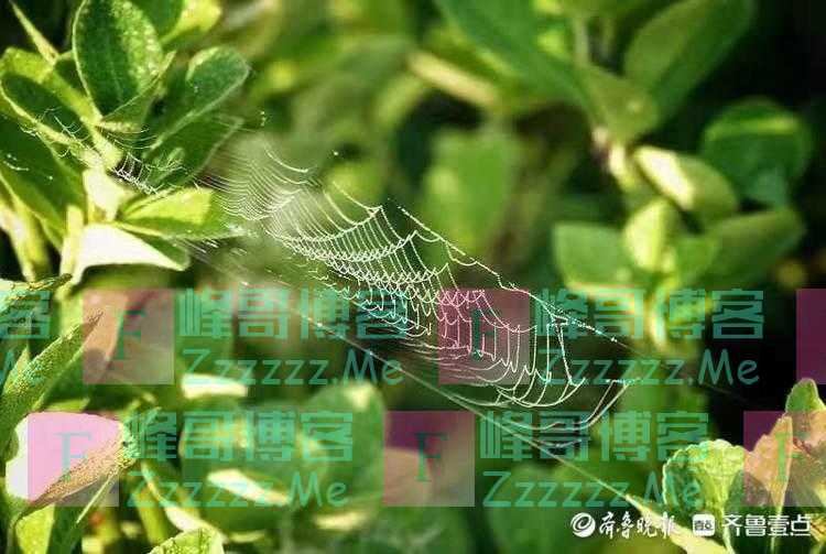 国庆悦｜晨光下的蜘蛛网