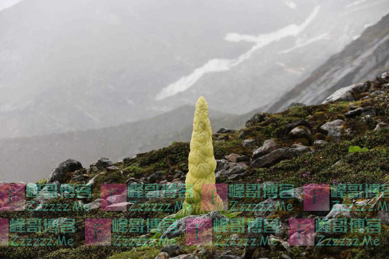 自然散步｜塔黄，高山上的小巨人