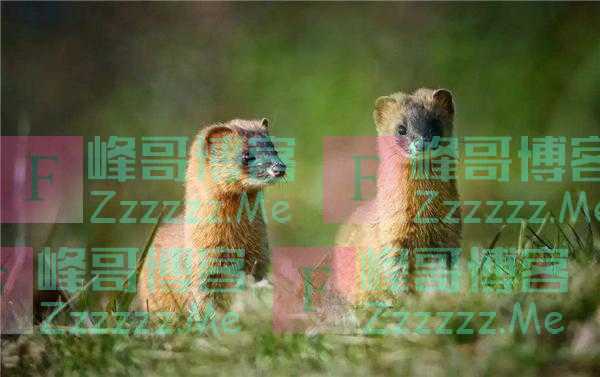 十日谈｜神秘的黄鼠狼