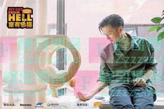 《家有恶猫》治愈系铲屎官生活大不通 “猫祖粽”变身乖宝宝