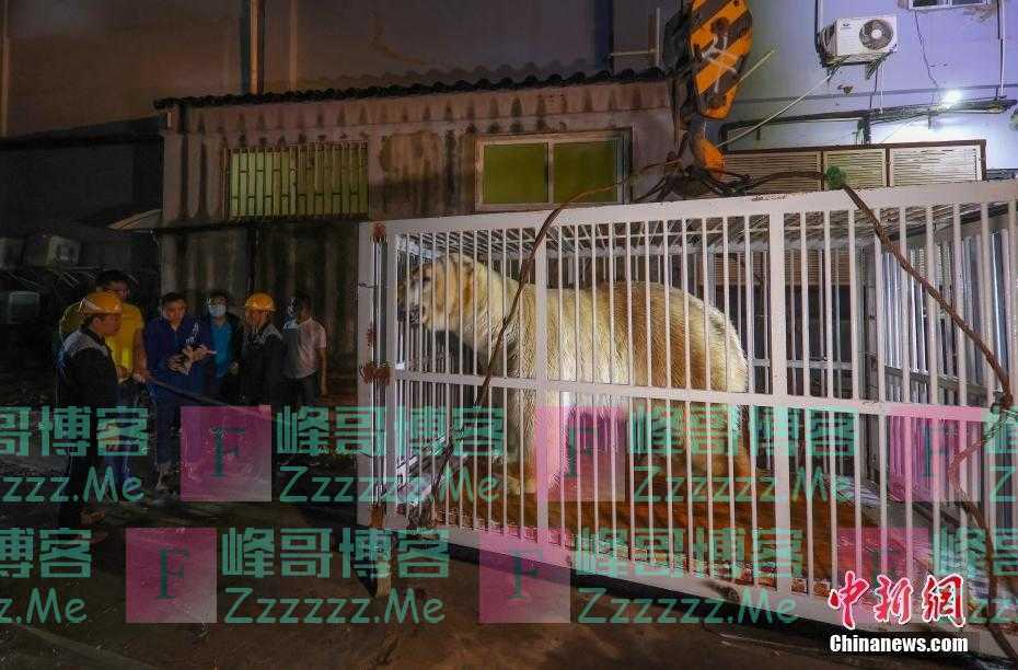 南京海底世界北极熊启程西安“娶媳妇”