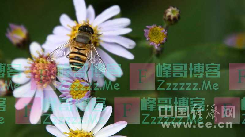 几种睡前花草茶 助你整夜安眠