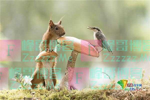 聪明松鼠踩蘑菇登高觅食 被鸟儿“占位”一脸懵