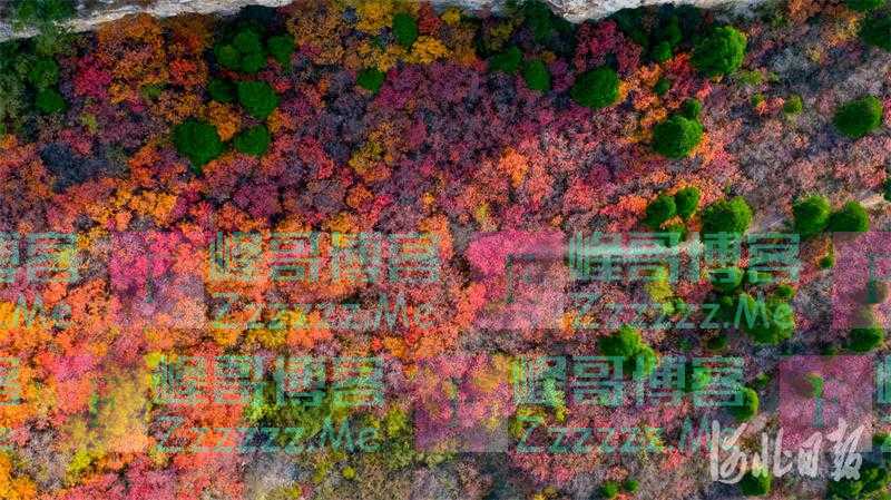 今日霜降｜吃柿、赏菊、进补……做好这些事，准备过冬啦！