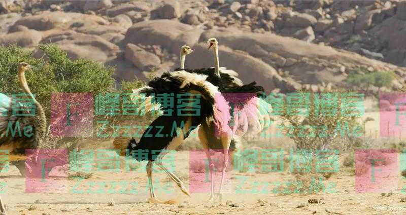 《求偶游戏》：揭示动物寻找配偶非凡策略