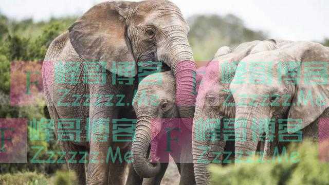 母象生来没有象牙，这种“进化”让人心塞