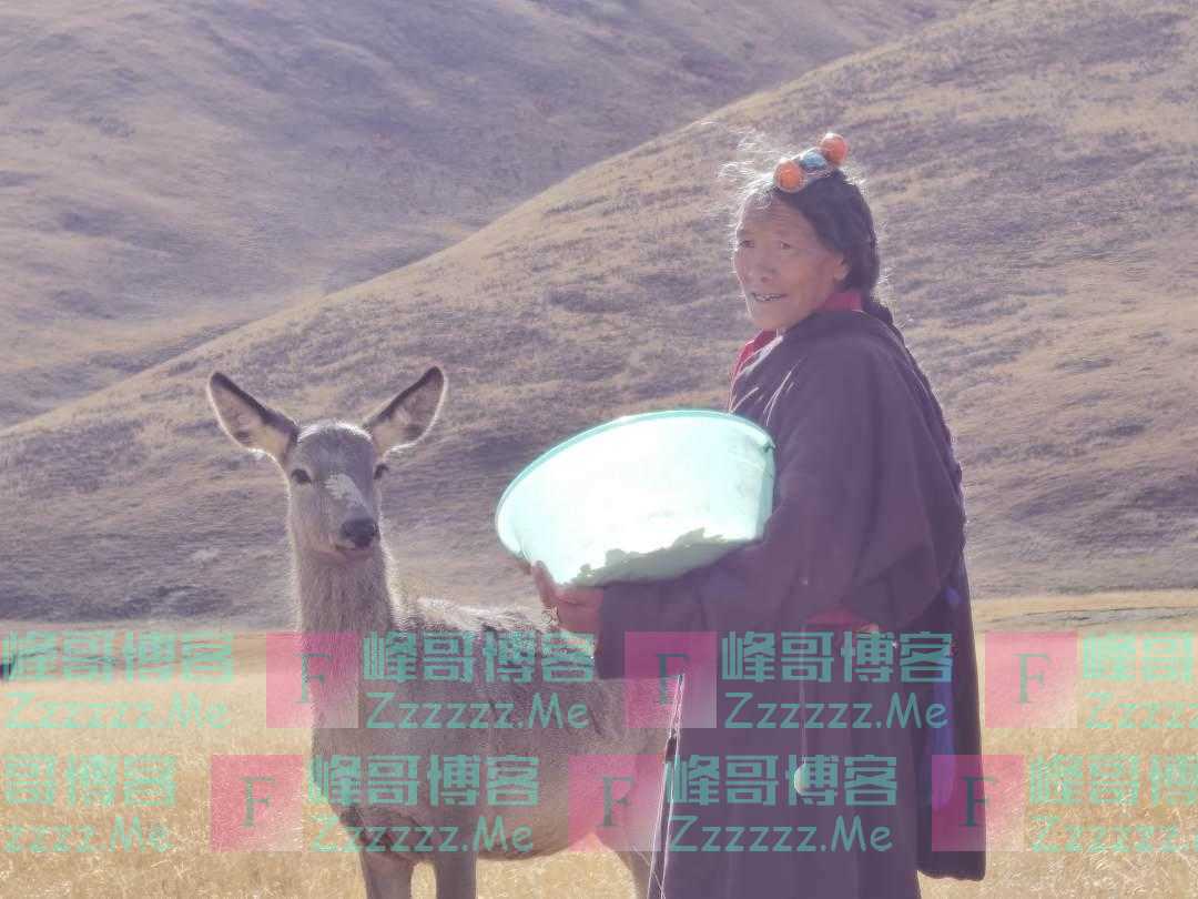 人民日报看澜湄——高原老阿妈,守护马鹿40年