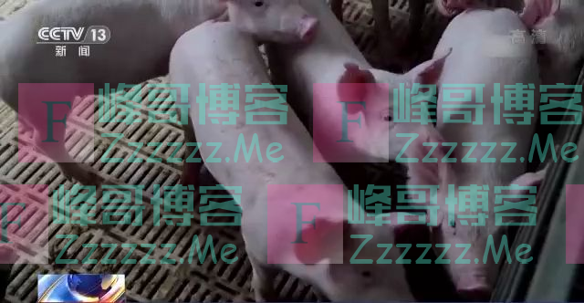 猪价短期震荡回升 养殖场户不应盲目压栏