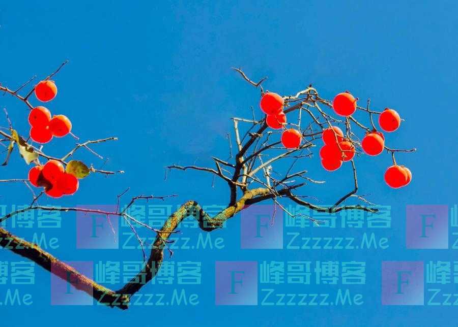 当代散文|难忘家乡柿子甜