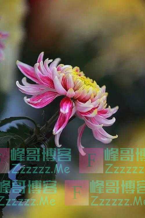 青未了｜菊花冷艳绽美姿