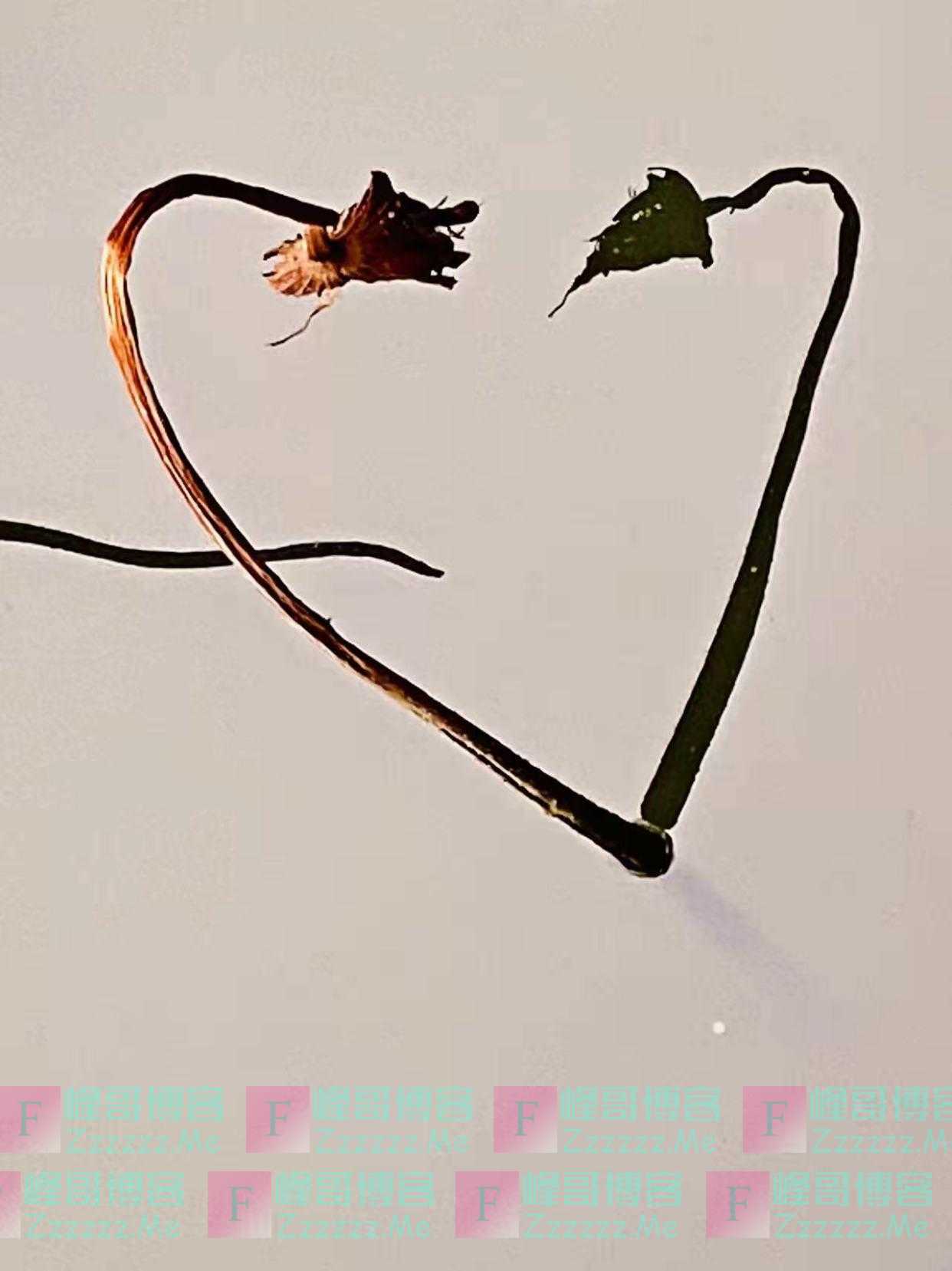 「手机摄影」残荷：花开是画，叶枯成诗