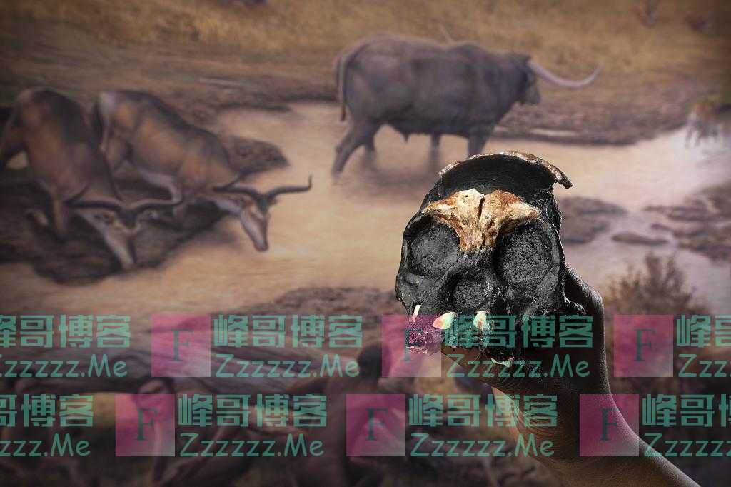 南非“人类摇篮”出土25万年前儿童头骨化石