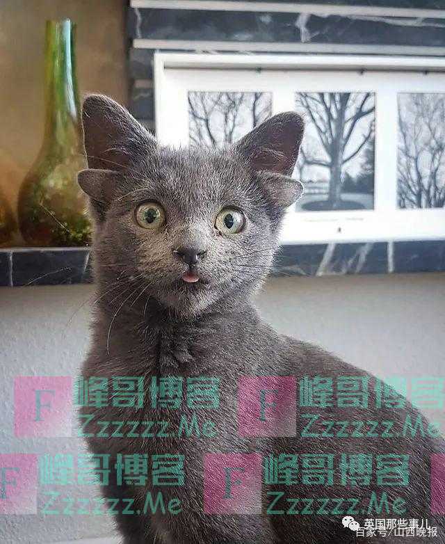 神似无牙仔的四耳猫。这些辛苦出生的四耳猫，也是粘人的小天使