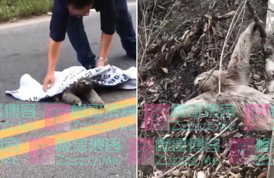 巴西男子帮助一只过马路的树懒回到树上 树懒伸手与其互动