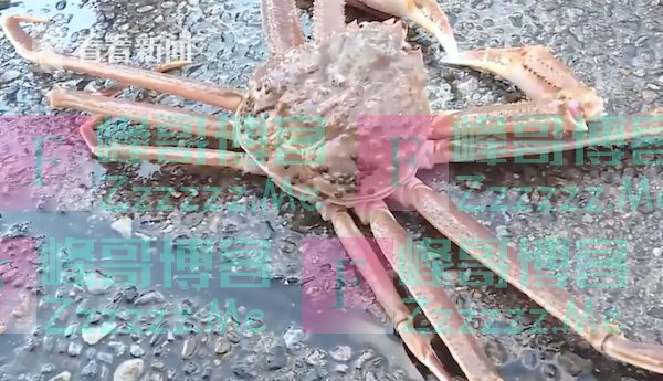 日本松叶蟹500万日元拍卖 旅馆买下免费招待住客