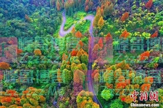 四川都江堰赵公山绝美彩林上线