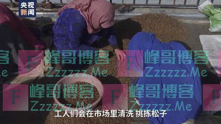 总台喀布尔观察丨小小的松子是阿富汗家庭重要的收入来源