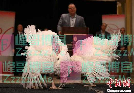 2021年感恩节美国总统赦免“幸运”火鸡亮相