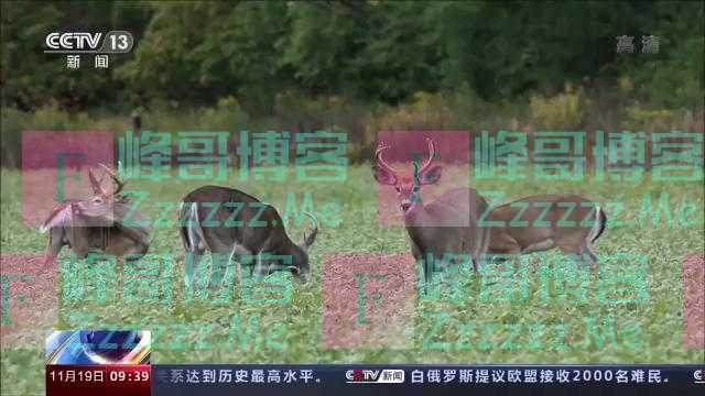 美媒：新冠病毒正在美国野生动物中传播