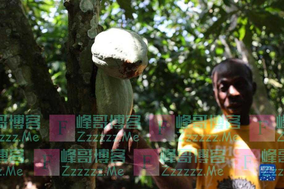 加纳迎来可可收获季