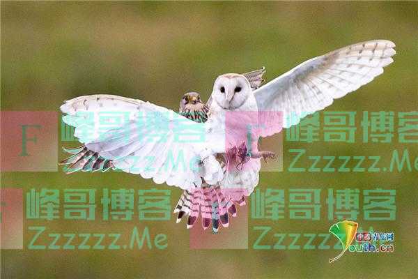 红隼欲抢猫头鹰爪中美食 降落其后背搭乘“顺风车”