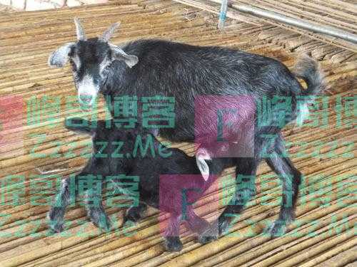 小羊羔（小小说）