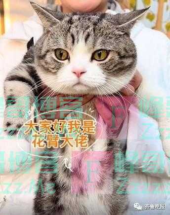 沉浸式的猫咪视角！山东农村有多绝？