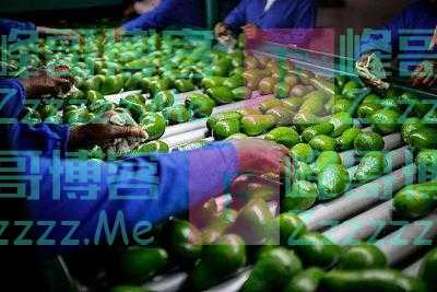 澳洲牛油果过剩，农民“请猪帮忙”：养殖户能从火腿中得到更多收益