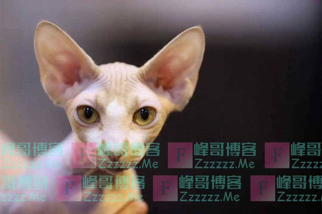 惊呆了！达美航空公司航班上一名女乘客竟在飞机上母乳喂猫