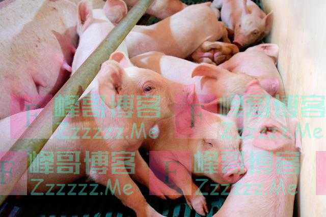 养猪巨头扩张步伐虽有放缓,却未停止