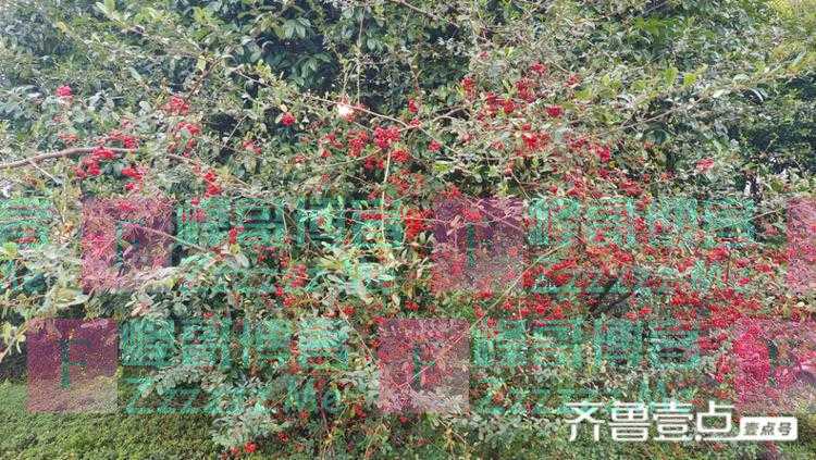 美丽吉安：火棘果红彻枝头 鲜艳夺目