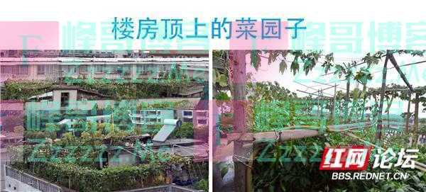 为楼顶生态开启“一键美颜”，杂乱菜园终于变回干净宽敞的天台