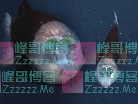 海洋科学家发现了一种头部呈透明状的奇特鱼种