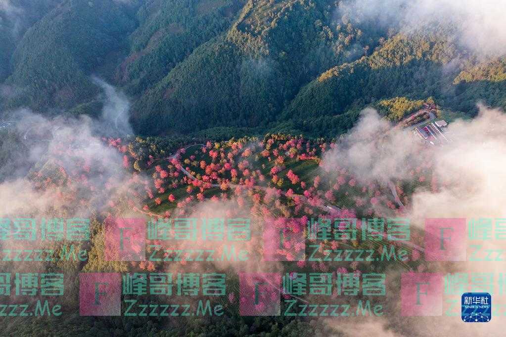 云南南涧:无量冬樱灿若霞