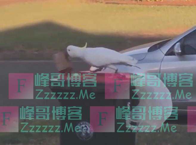 聪明的小坏蛋！澳大利亚一鹦鹉翻垃圾箱前移开压住桶盖的砖头