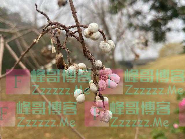 这些植物除了观赏，还是一种“天然肥皂”