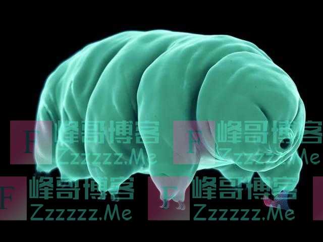 水熊虫成为首个实现量子纠缠的动物？