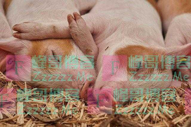 2021年巴西猪肉出口量破纪录，中国仍为最大买家