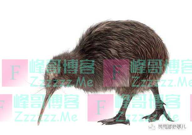 狗狗工作11年救下1700多只濒危奇异鸟!终于退休躺沙发啦!
