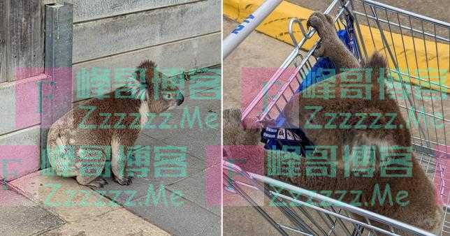 考拉误入超市停车场被困 夫妻巧用购物车救援
