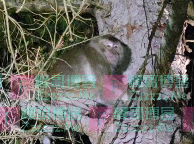 美国女子接触逃跑的实验猴子后生病 症状类似新冠