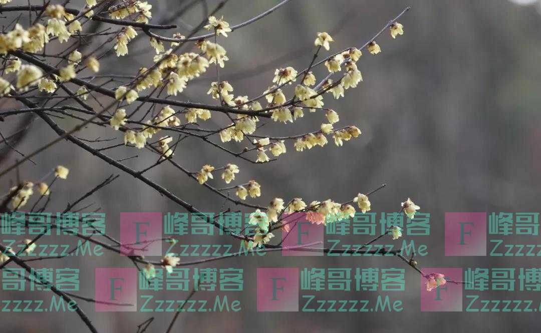 蜡梅、梅花罕见同开，武汉植物园限量版梅景上新