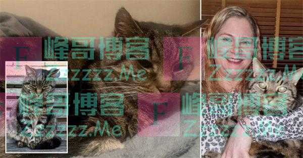猫咪失踪11年后与主人团聚 已经14岁高龄