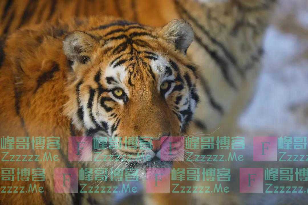 虎年大吉!先来一波“虎年说虎”